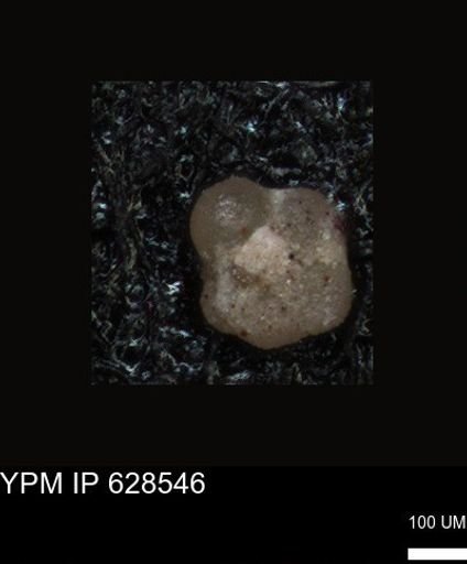 undet. Foraminiferida