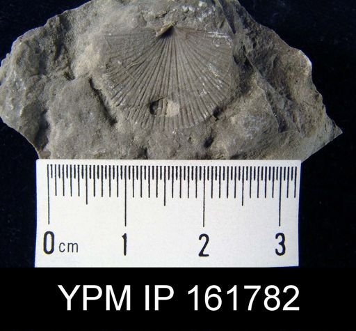 Schuchertella subplana