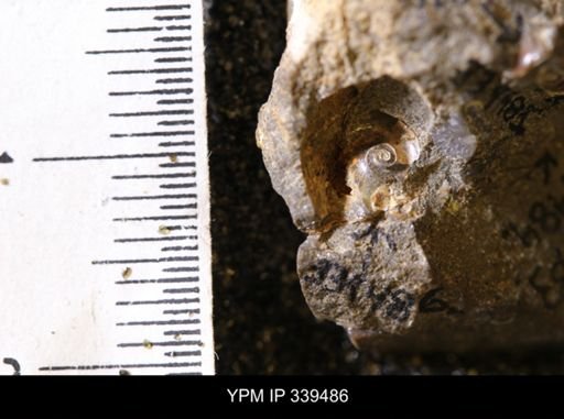 taxon undetermined