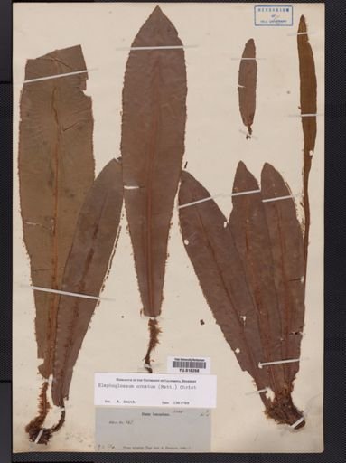 Elaphoglossum