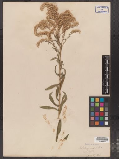 Solidago odora