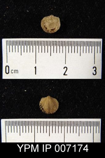 Anoplotheca concava