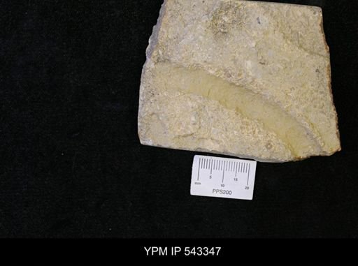 undet. Ichnofossil
