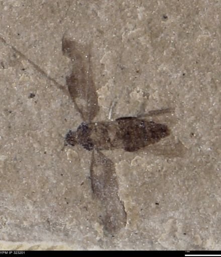 undet. Hemiptera