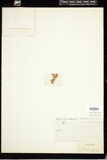 Actinocyclus