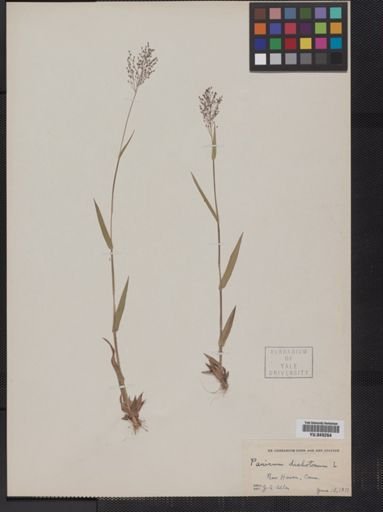 Panicum dichotomum