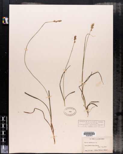 Carex spicata