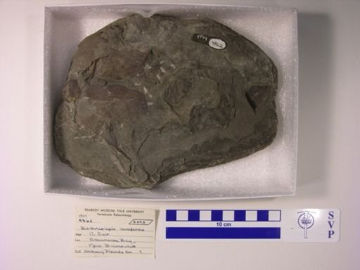 Bothriolepis canadensis