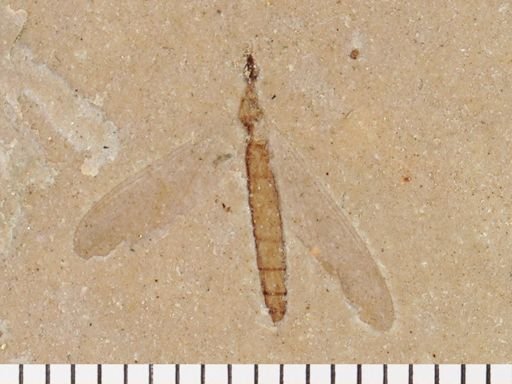 Tipulidae