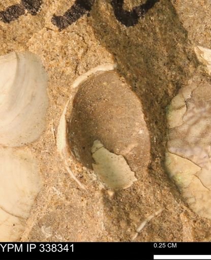 Protocardia subquadrata
