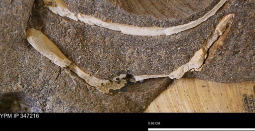 undet. Bivalvia