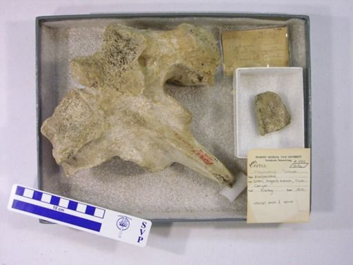 Mammuthus columbi?