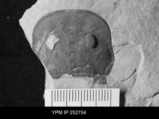 Eurypterus sp.