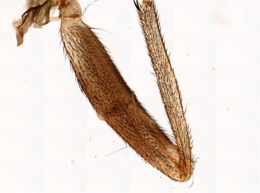 Glossina palpalis