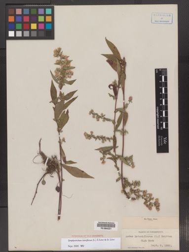 Symphyotrichum lateriflorum