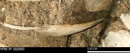 Protocardia subquadrata