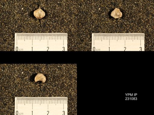 Wellerella tetrahedra