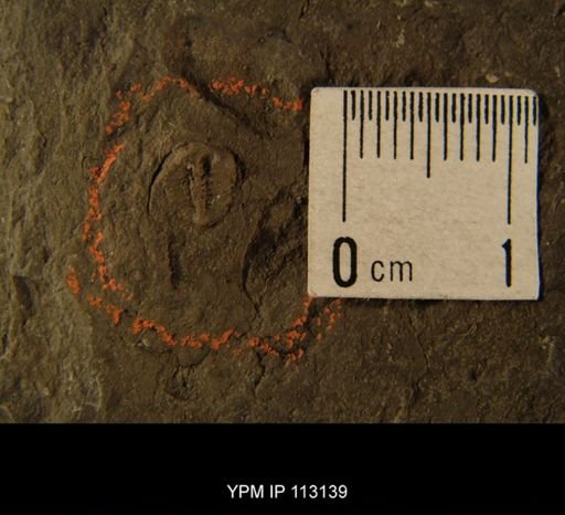 Dionide formosa