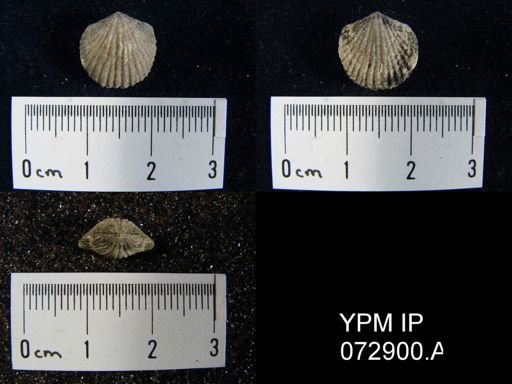 Atrypa tennesseensis
