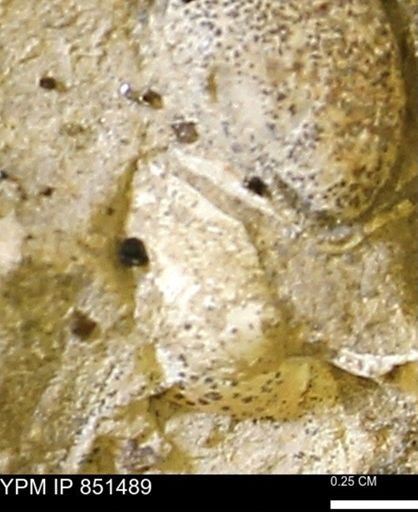 Limopsis striatopunctatus