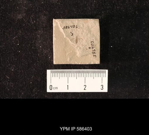 undet. Hymenoptera