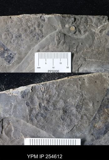 Ostracoda