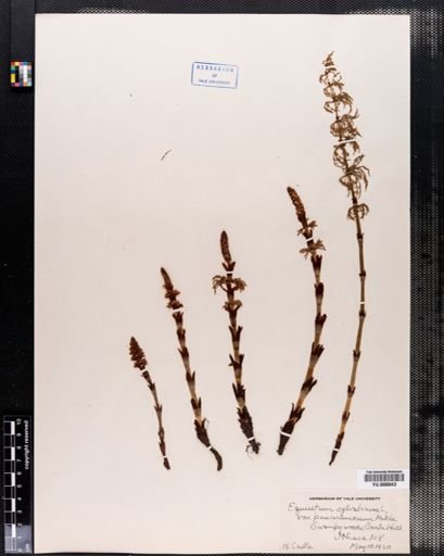Equisetum sylvaticum