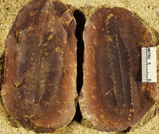 Pecopteris