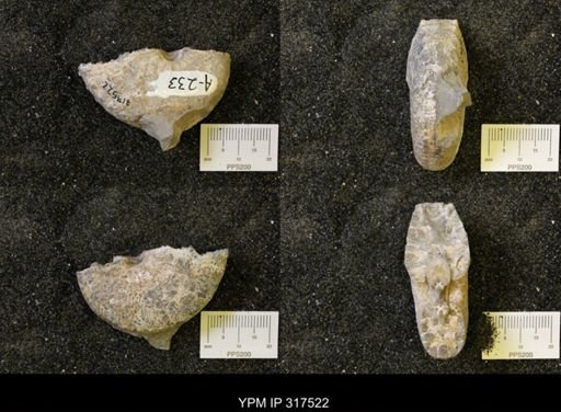 undet. Scaphitidae