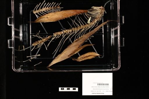 Neoceratodus forsteri