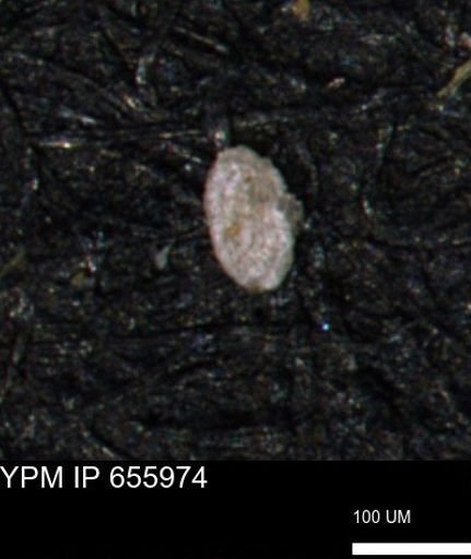 Spirolocammina planula