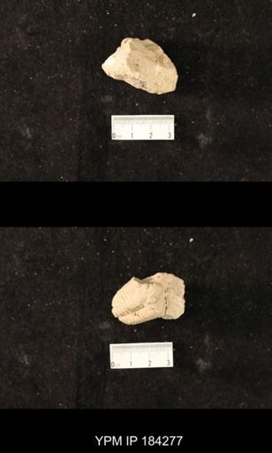 Calymene niagarensis