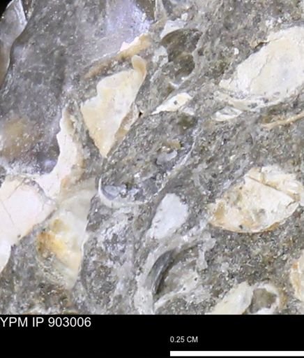 undet. Mollusca