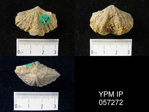 Megakozlowskiella perlamellosa