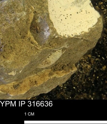 undet. Mollusca