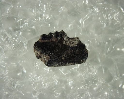 Tetonoides sp.