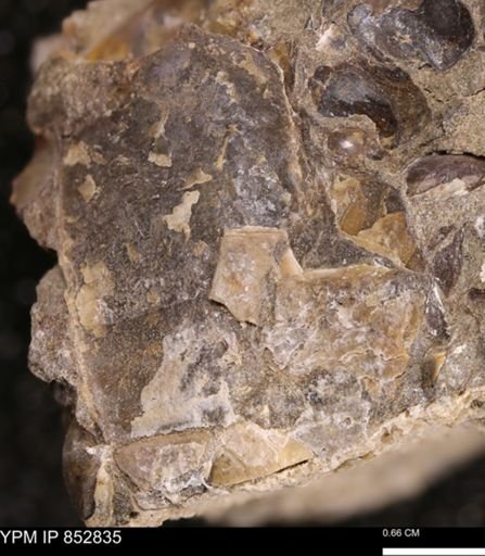 undet. Mollusca