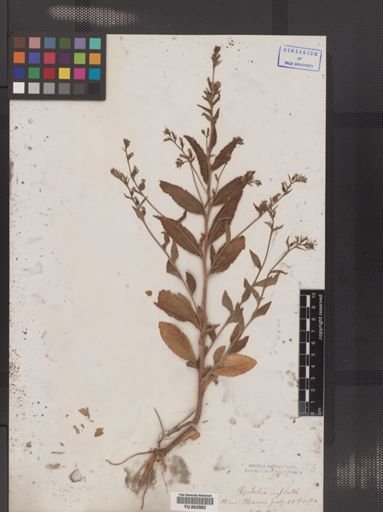 Lobelia inflata