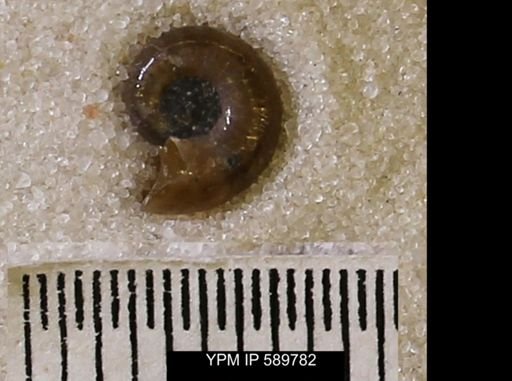 Jeletzkytes nebrascensis