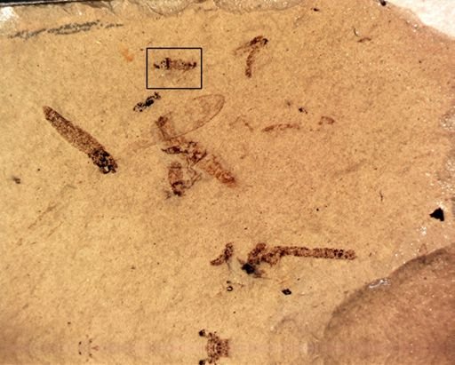 undet. Diptera