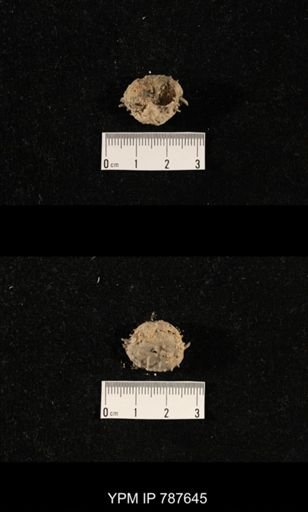 undet. Brachiopoda