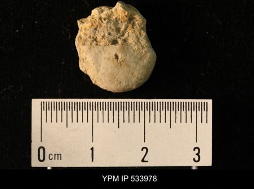 Rafinesquina minnesotensis