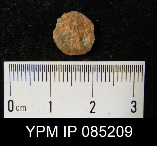 Atrypa reticularis