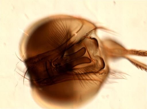 Glossina palpalis