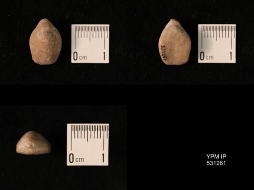 Aulacothyris pala