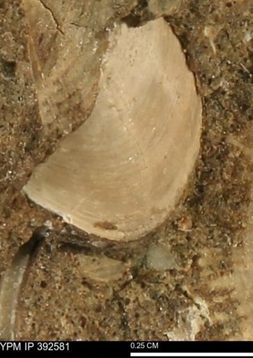 Protocardia subquadrata