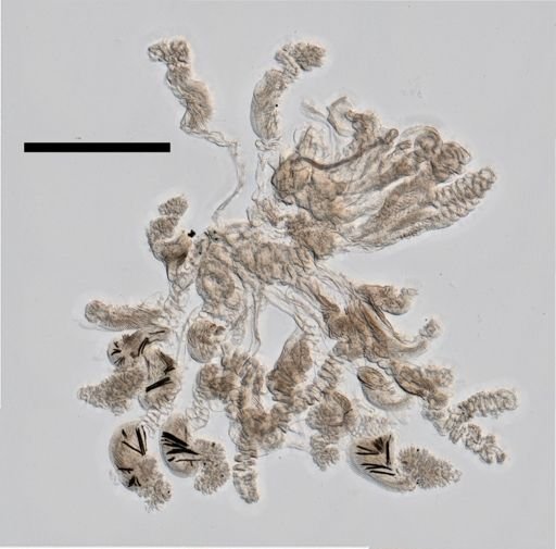 Craseoa lathetica