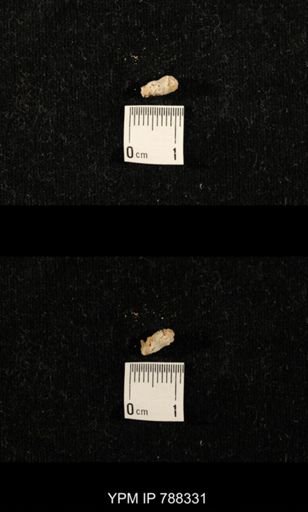 taxon undetermined