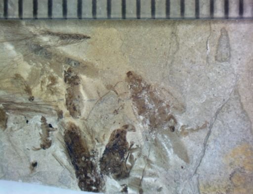 undet. Hexapoda