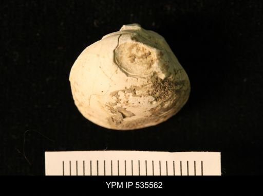 Corbicula?